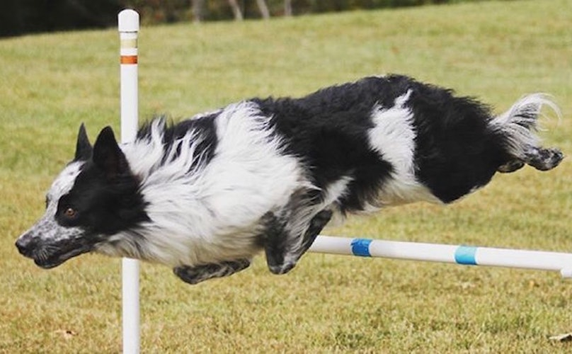 dog-agility-jump